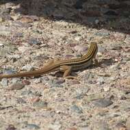 Image of Sonoran Spotted Whiptail