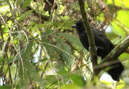 Image of Tufted Antshrike