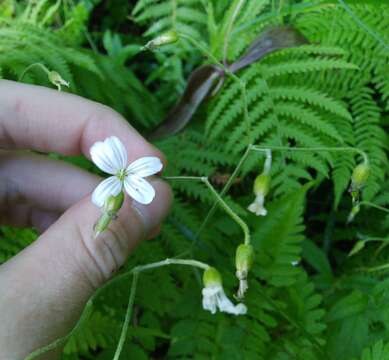 Plancia ëd Cerastium pauciflorum Stev. ex Ser.