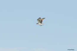 Image of ospreys