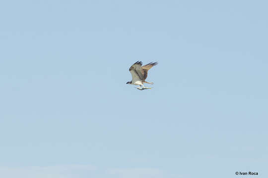 Image of ospreys