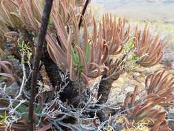 Tylecodon wallichii (Harv.) H. Tölken resmi