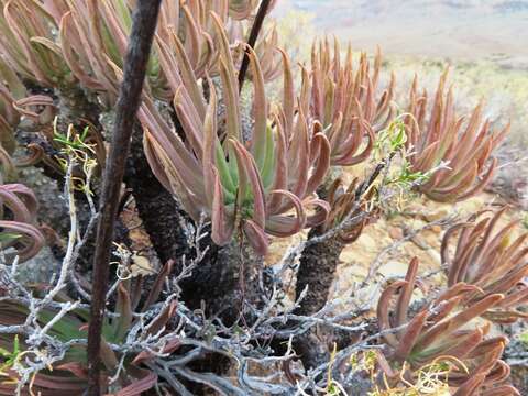 Tylecodon wallichii (Harv.) H. Tölken resmi