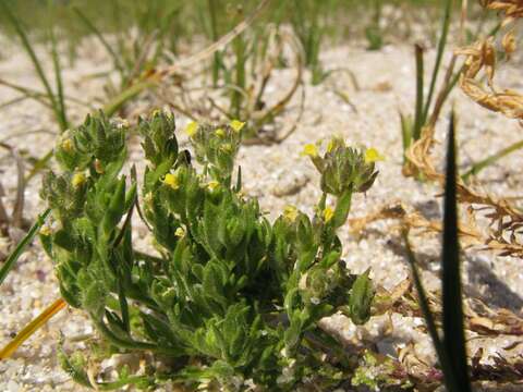 Image of Linaria arenaria DC.