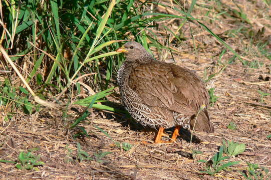 Image of Natal Francolin