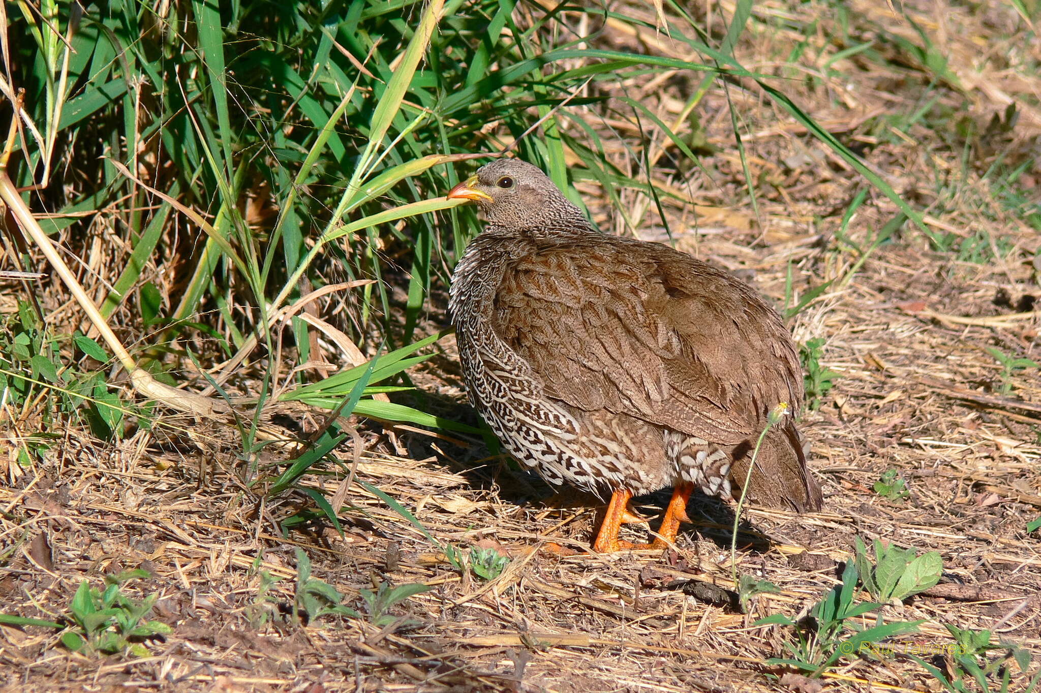 Image of Natal Francolin