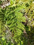 Image of rival lipfern