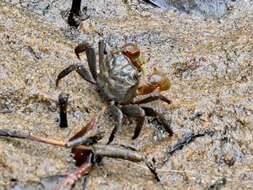 Image of East African red mangrove crab