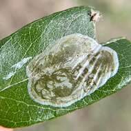 صورة Parectopa bumeliella Braun 1939