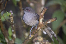 Image of Heterophasia picaoides wrayi (Ogilvie-Grant 1910)