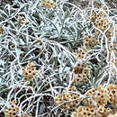 Image de Helichrysum crassifolium (L.) D. Don