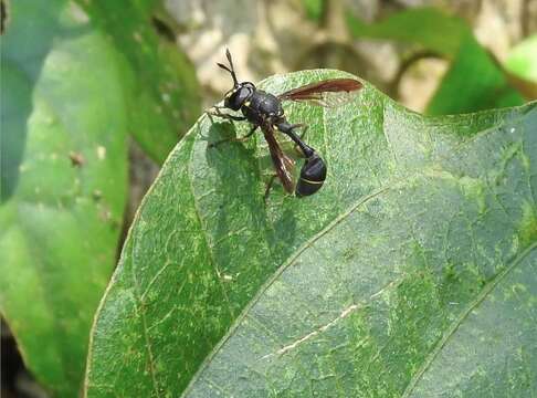 Image of Monoceromyia obscura (Brunetti 1907)