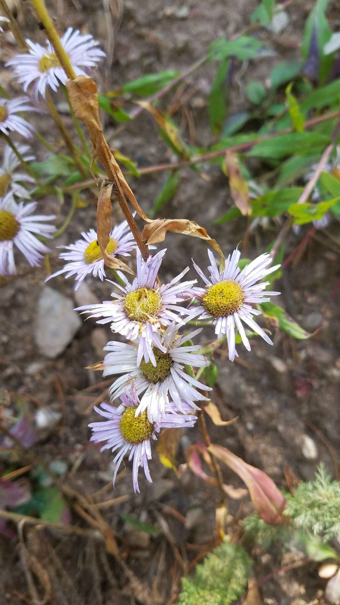 Image of aspen fleabane