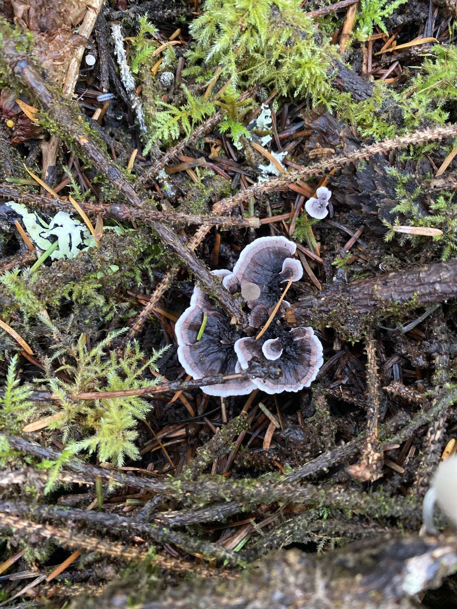 Image of Phellodon atratus K. A. Harrison 1964