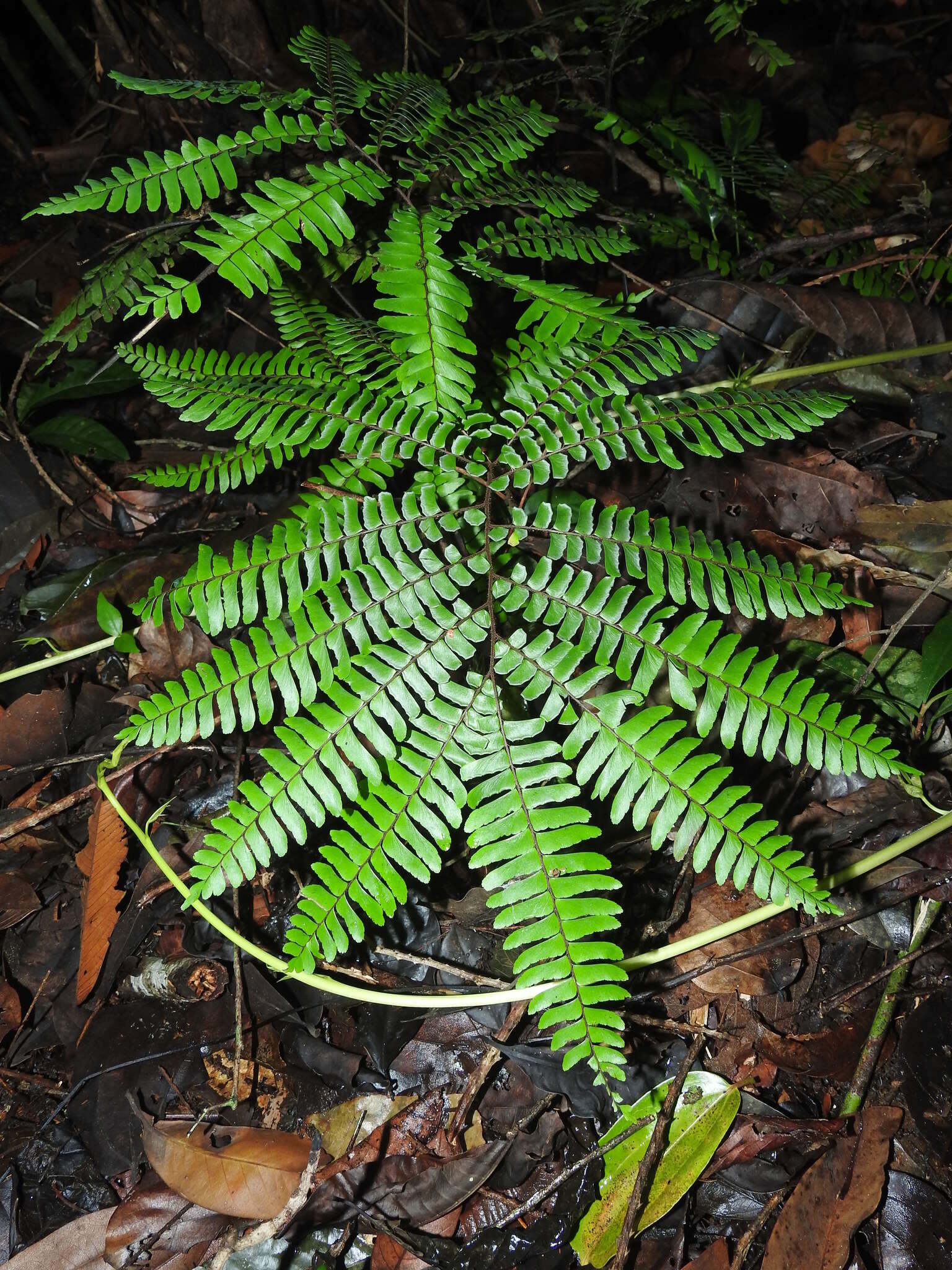 Слика од Adiantum decoratum Maxon & Weath.