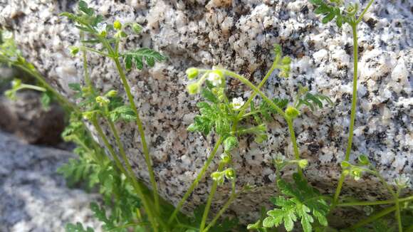 Image de Eucrypta chrysanthemifolia var. bipinnatifida (Torr.) Constance