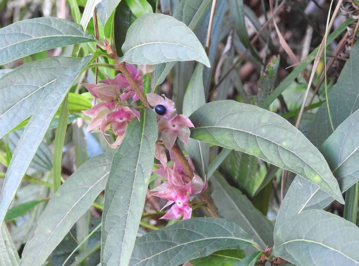 Image of Clerodendrum fortunatum L.