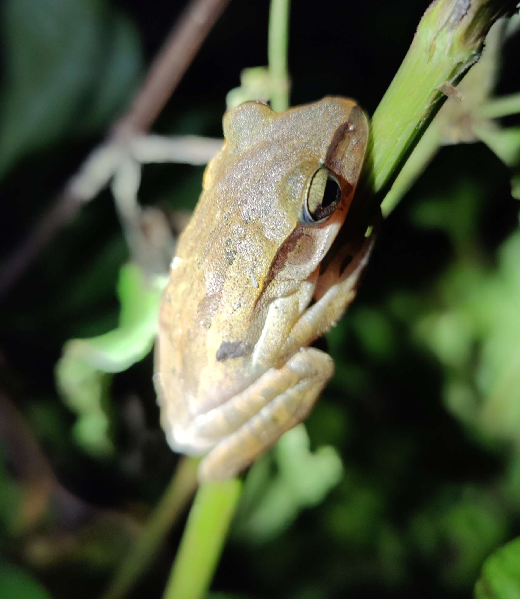 Imagem de Polypedates subansiriensis Mathew & Sen 2009