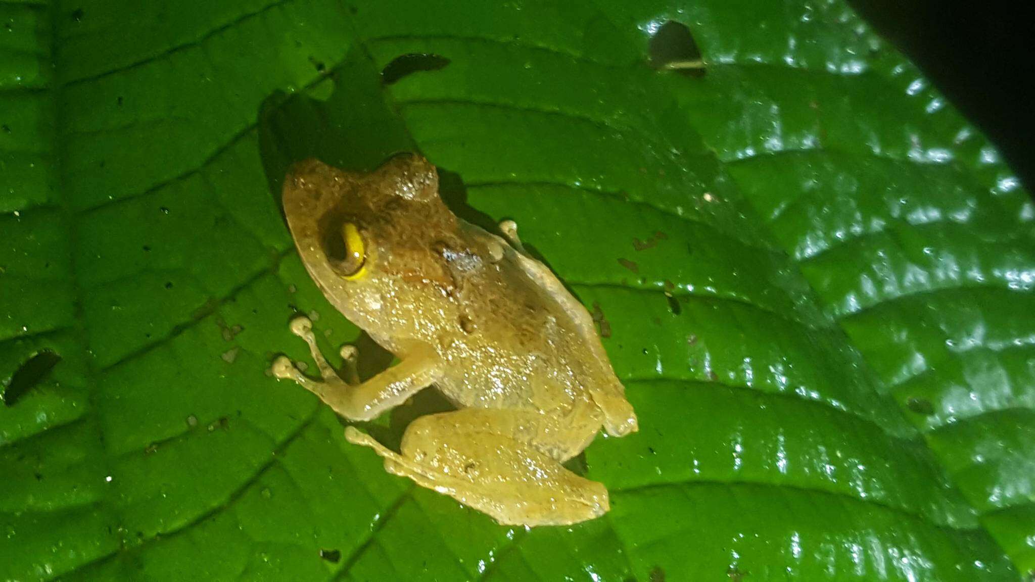 Plancia ëd Pristimantis cerasinus (Cope 1875)