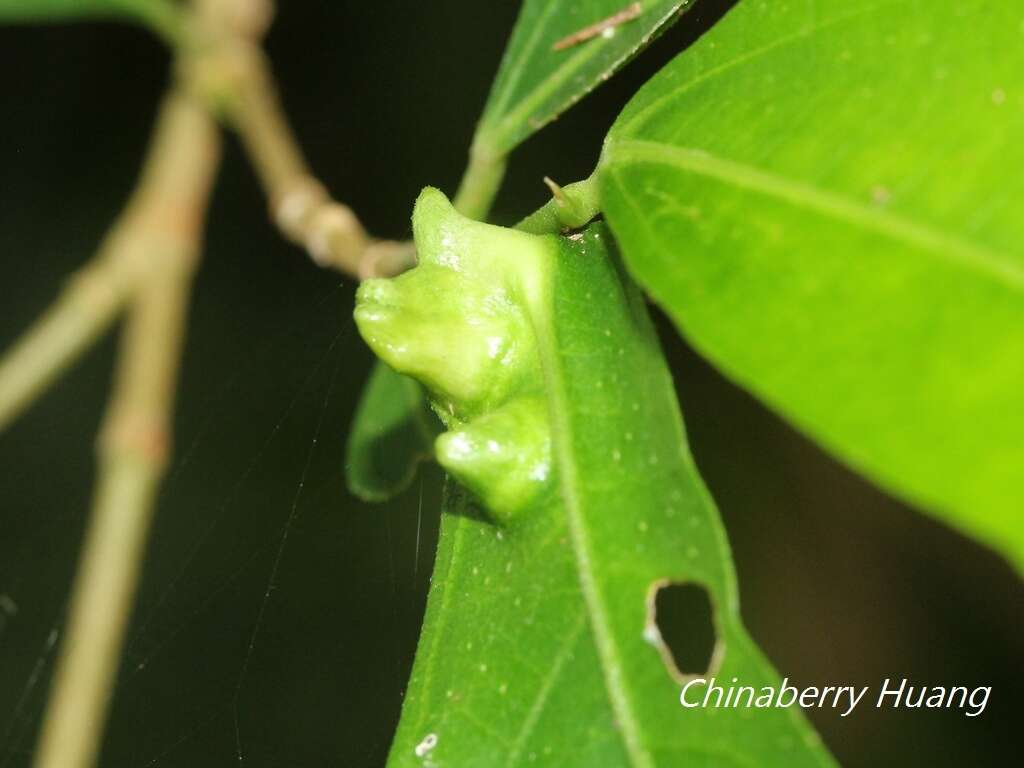 Plancia ëd Pauropsylla triozoptera Crawford 1913