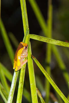 Image of Triangle Treefrog