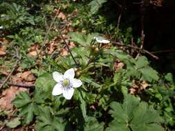 Image of Himalayan windflower