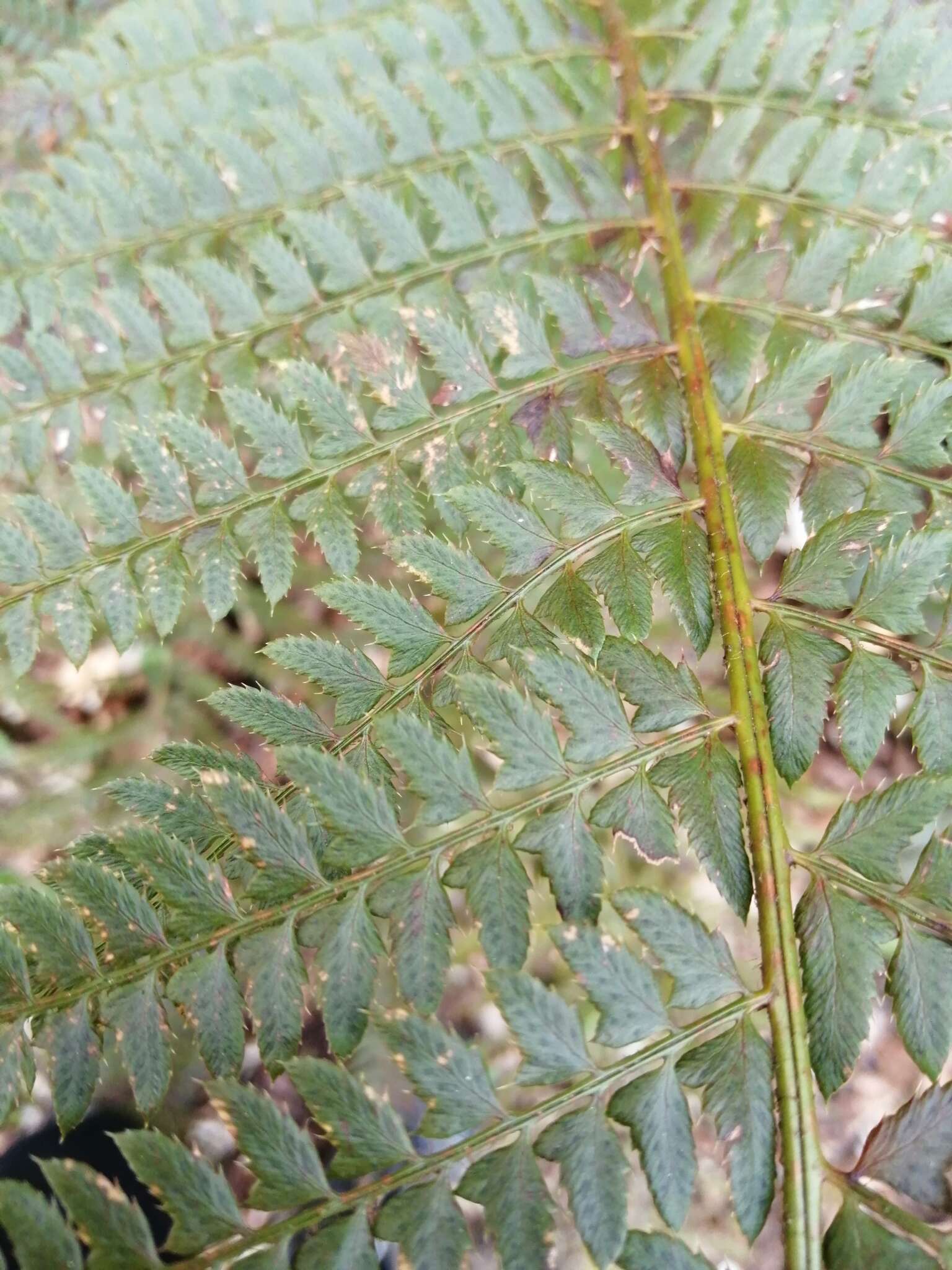 Image of Polystichum bicknellii (Christ) Hahne