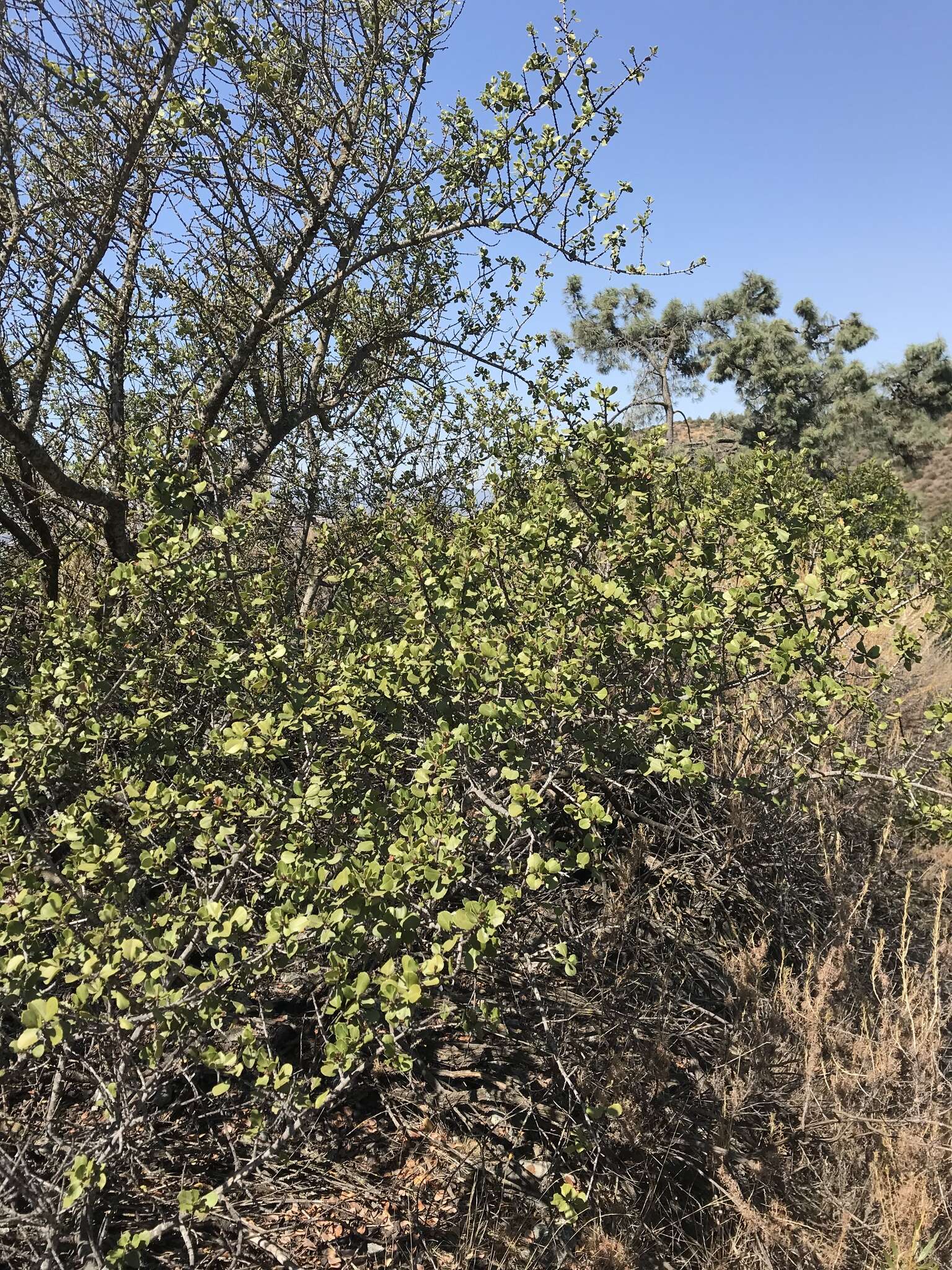 Plancia ëd Ceanothus ferrisiae Mc Minn