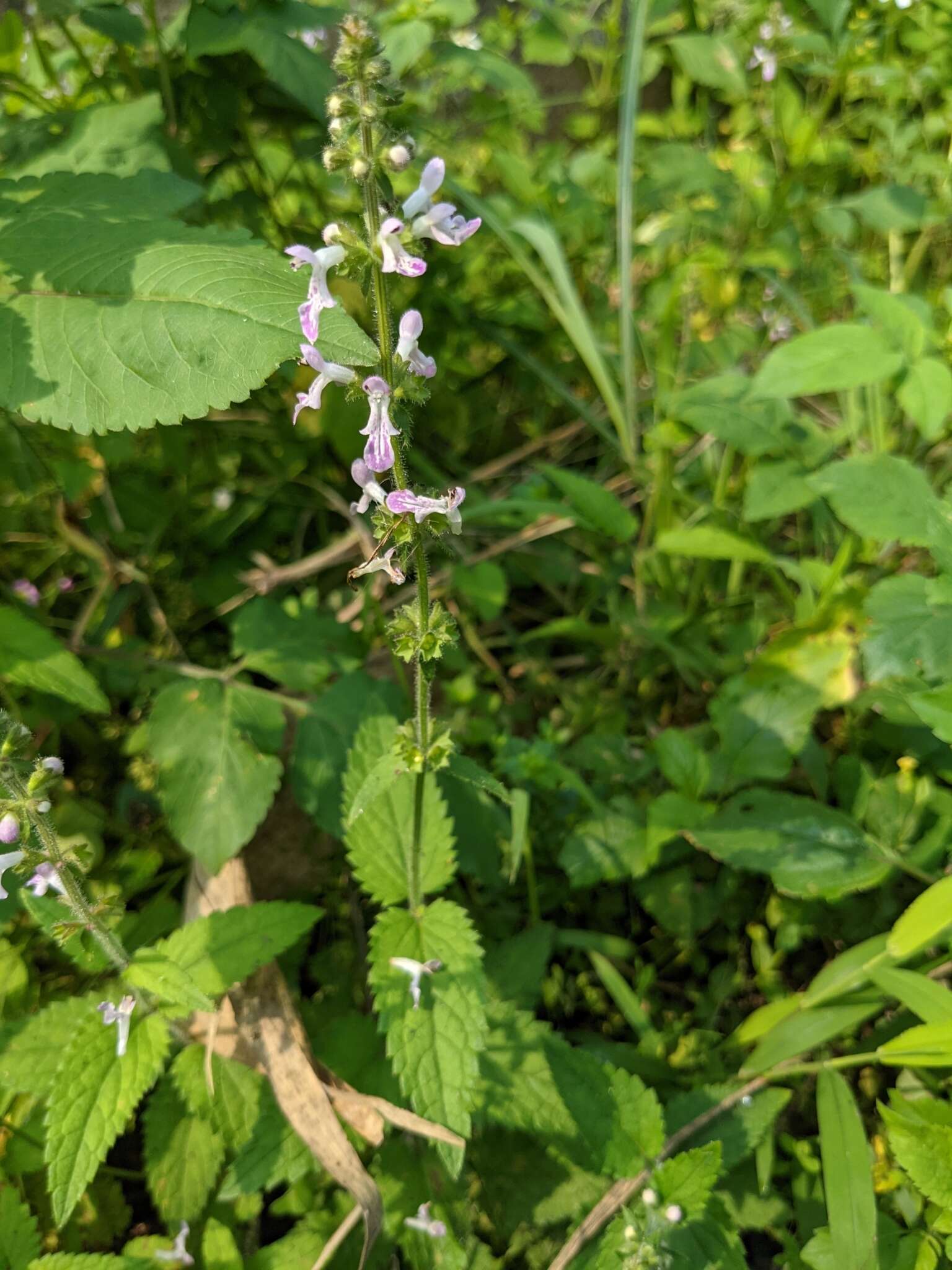 Stachys geobombycis C. Y. Wu resmi