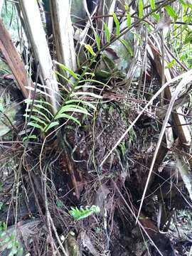 Image of ivory nut palm