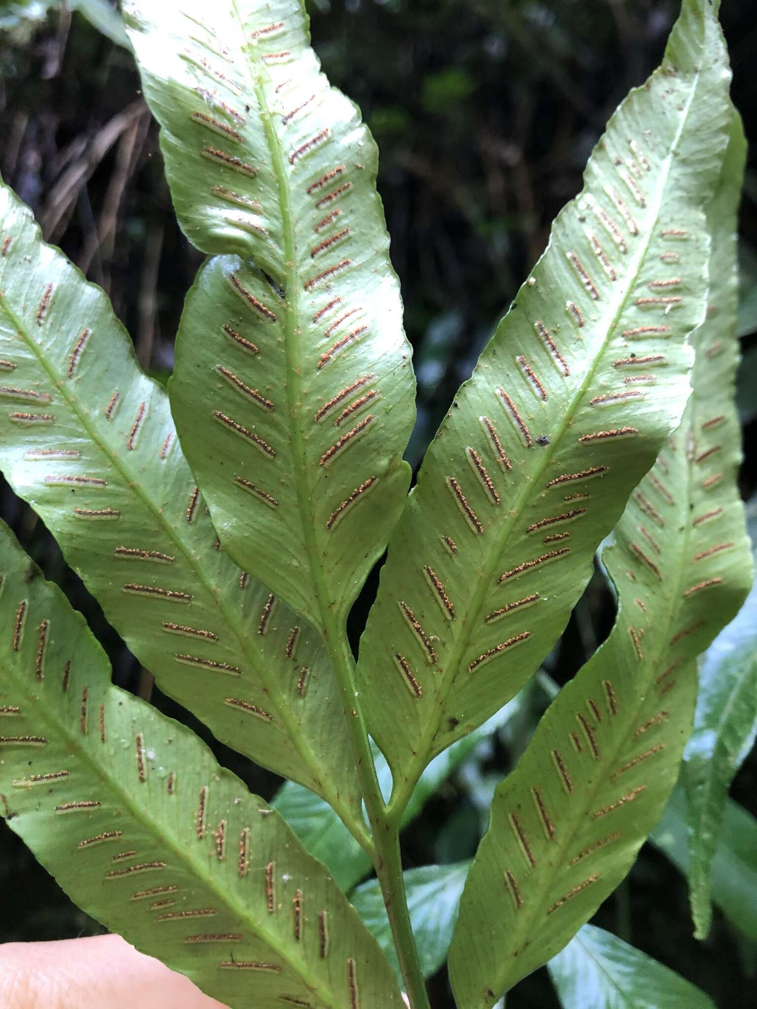 Image of Asplenium formosae Christ