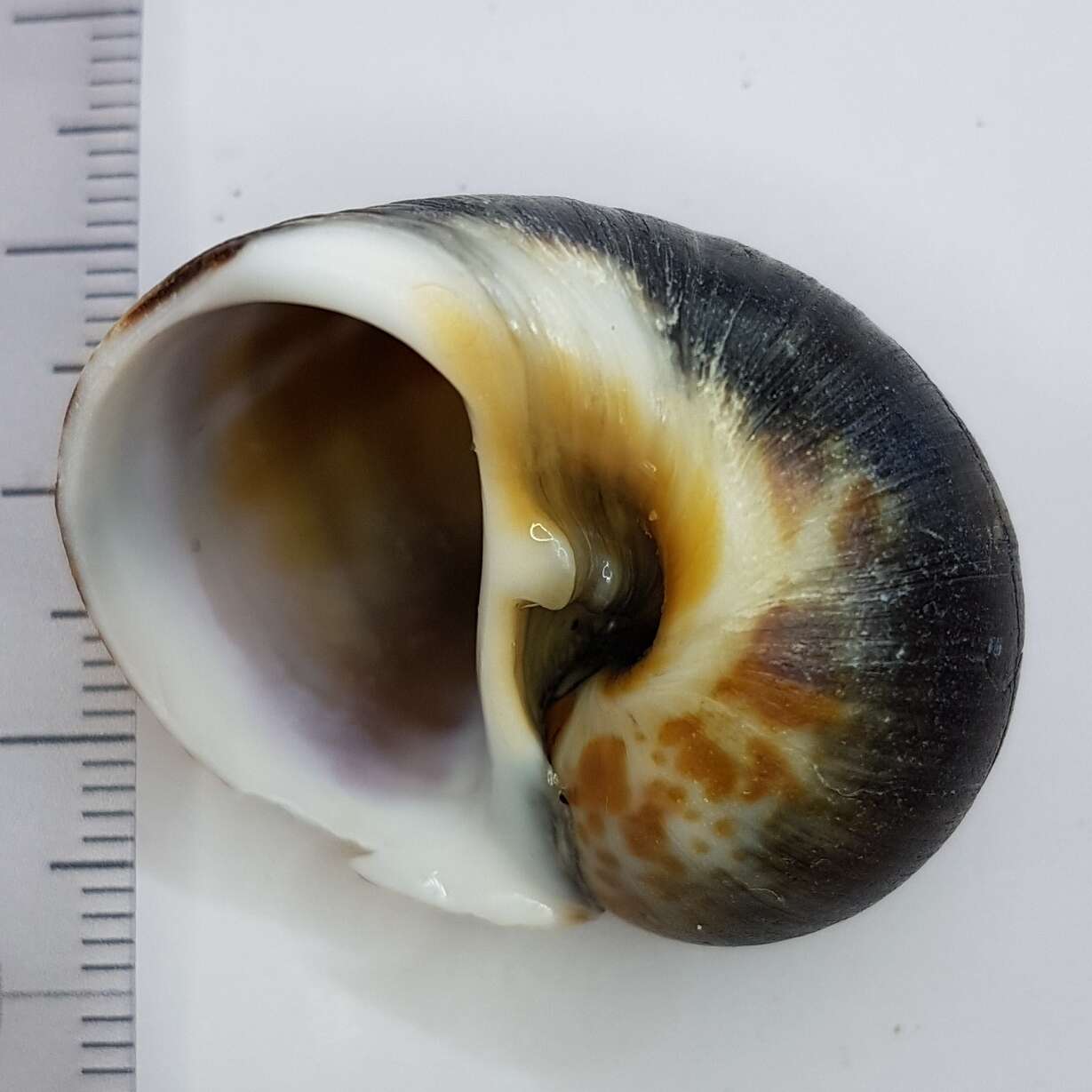 Image of Hebrew moon shell