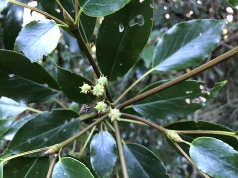 Image of Trochodendron