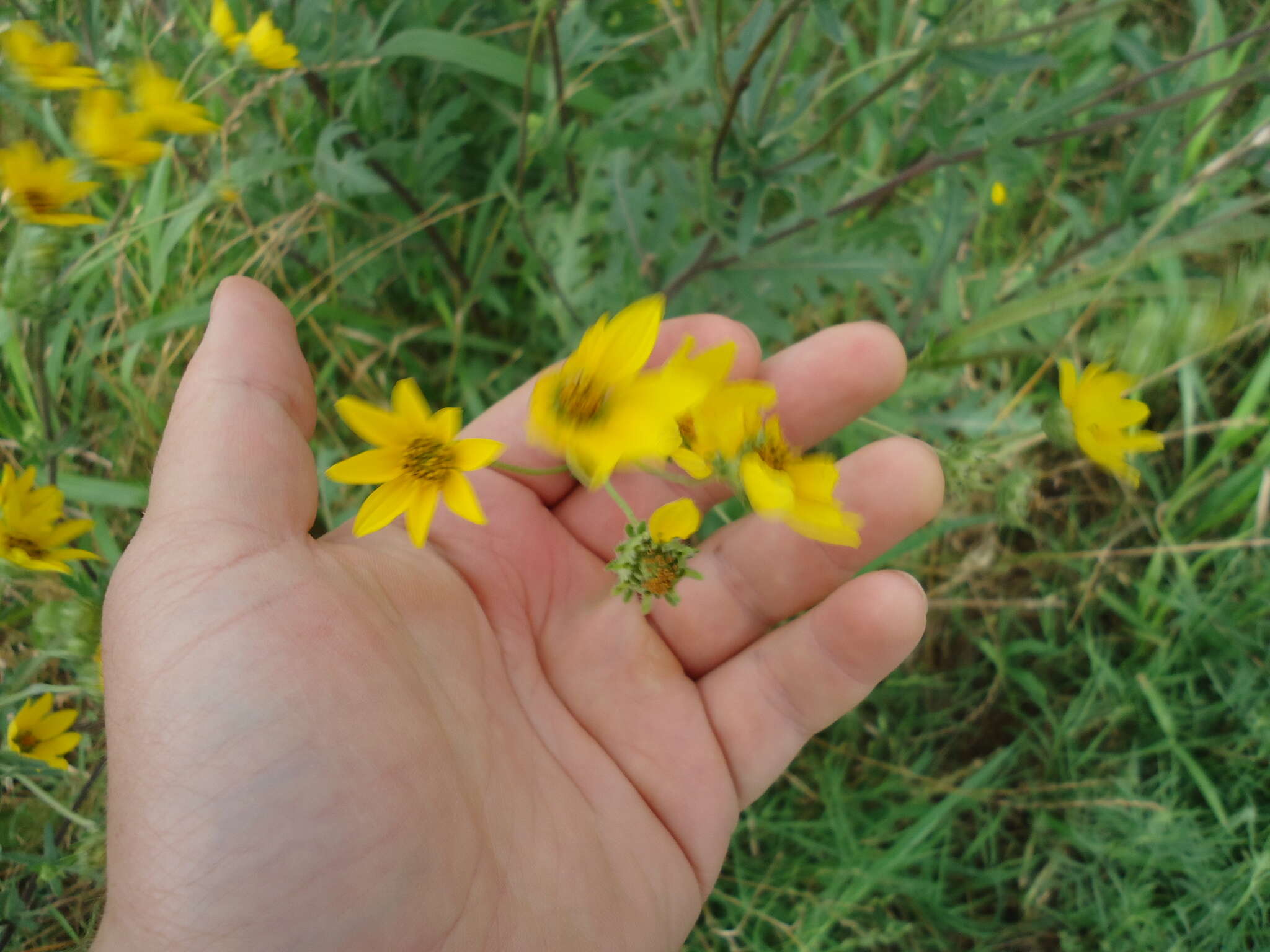 Image of Engelmann's daisy