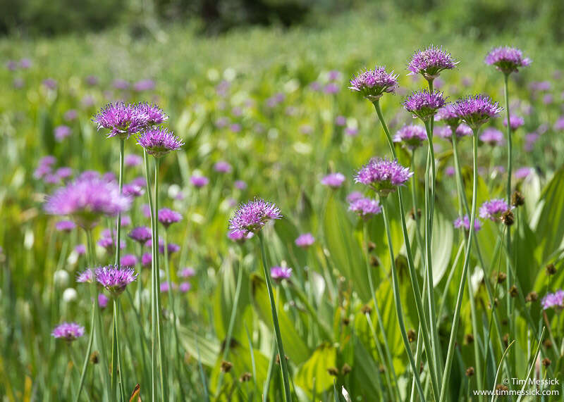 Image of Pacific onion