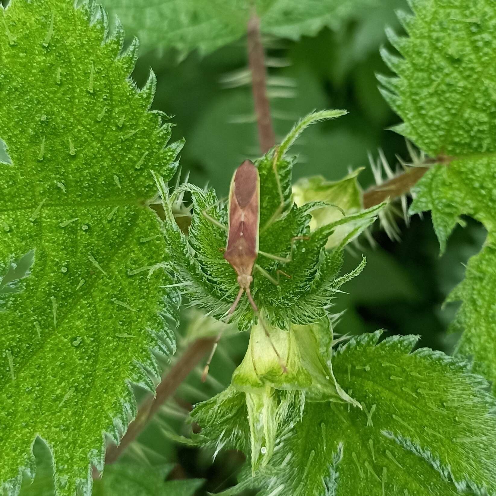 Plancia ëd Homoeocerus (Anacanthocoris) relatus Distant 1908