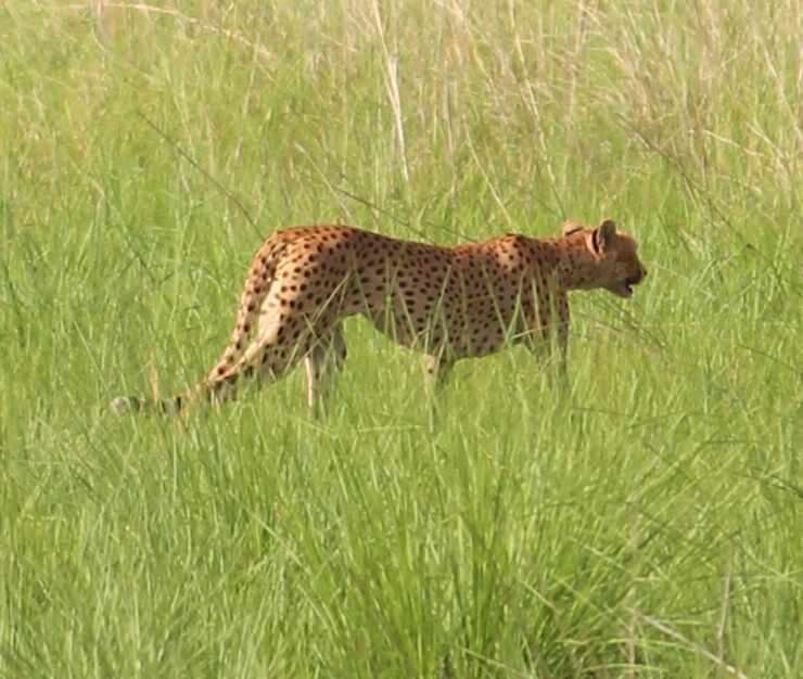 Image of Northwest African Cheetah