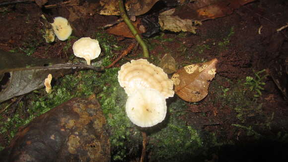 Image of Trametes modesta (Kunze ex Fr.) Ryvarden 1972