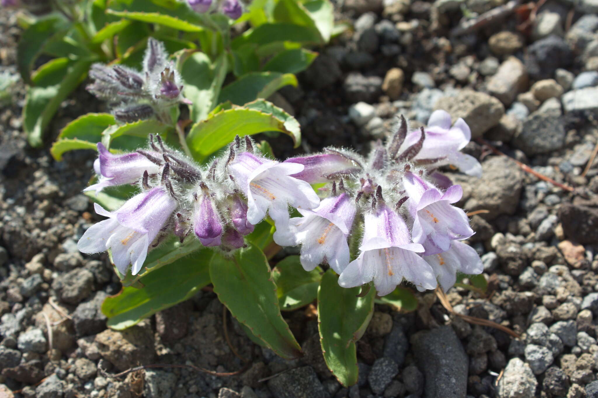 Image of Pennellianthus frutescens (Lamb.) Crosswhite