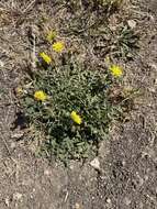 Image of Italian hawksbeard