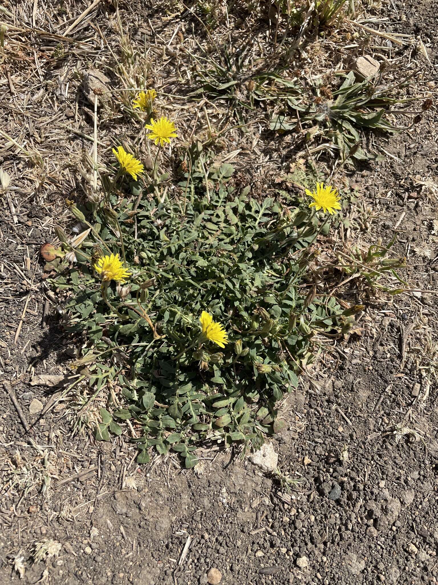 Image of Italian hawksbeard