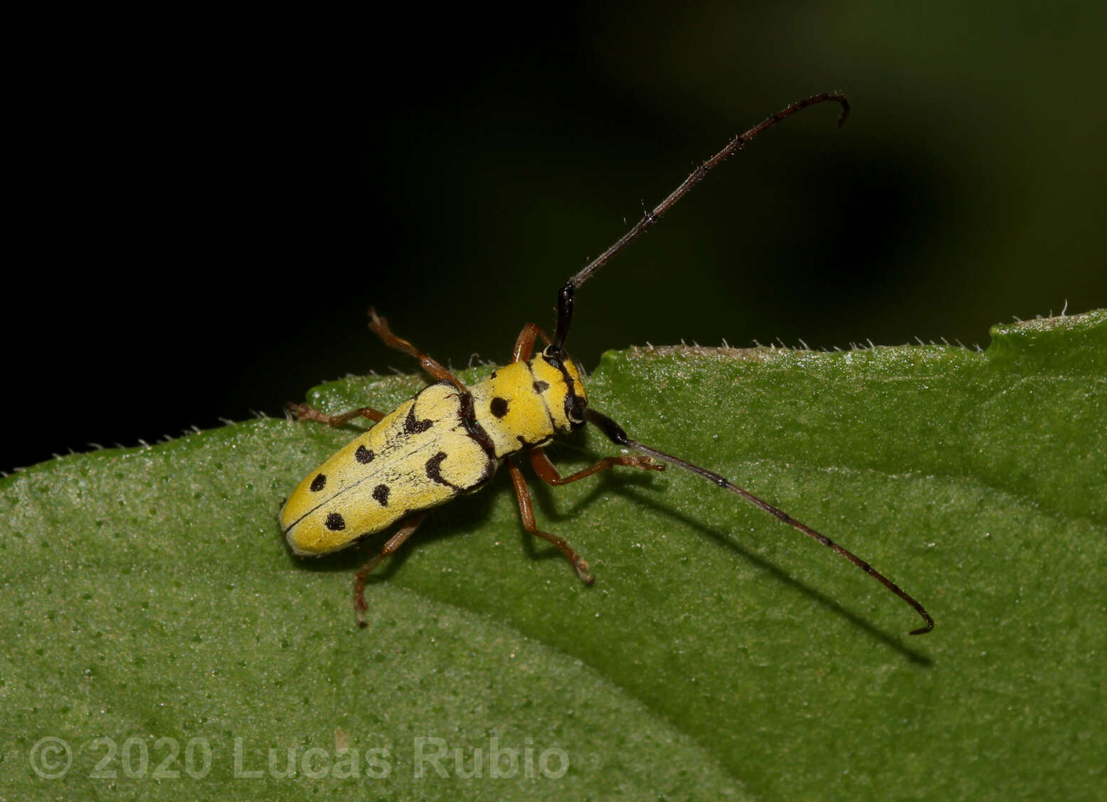 Sivun Zeale nigromaculata (Klug 1829) kuva