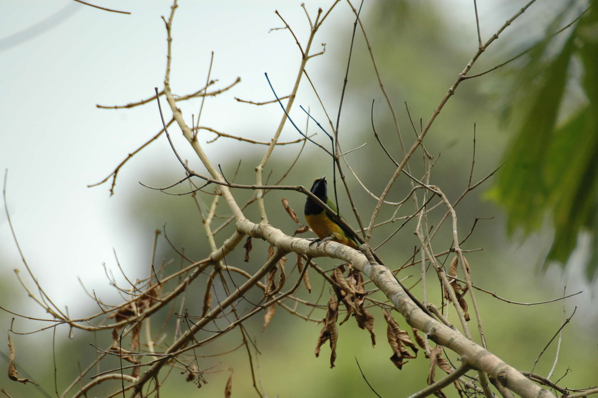 Image of Orange-bellied Leafbird