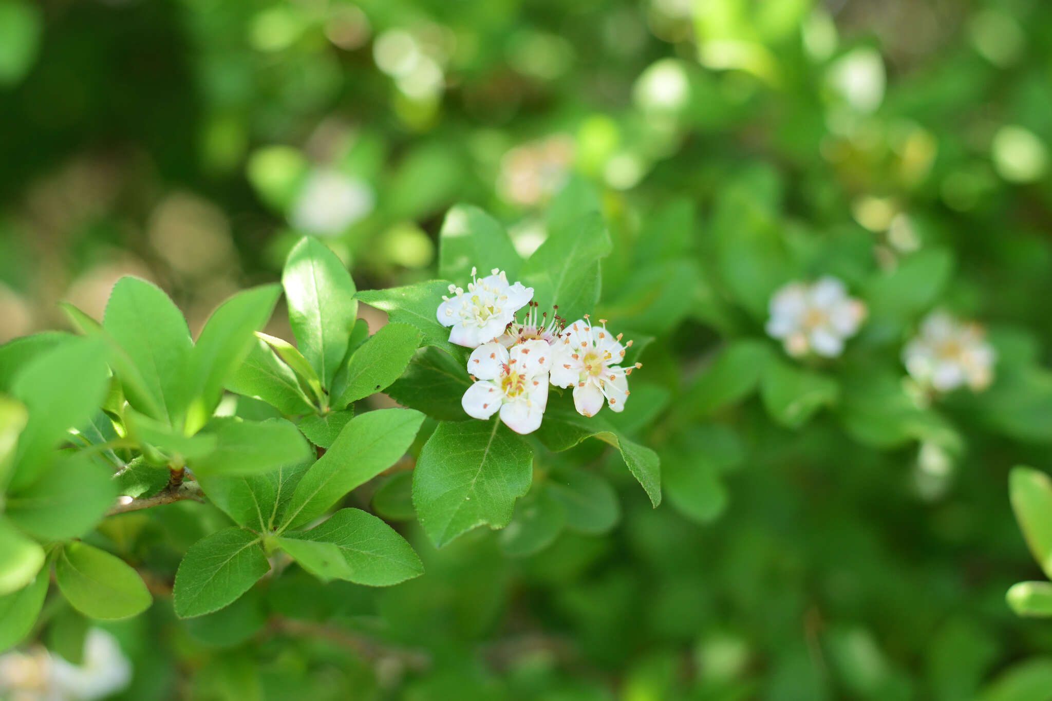 Image of manzanita tejocotera