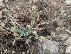 Image of King bladderpod