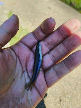 Image of Blackspotted Topminnow