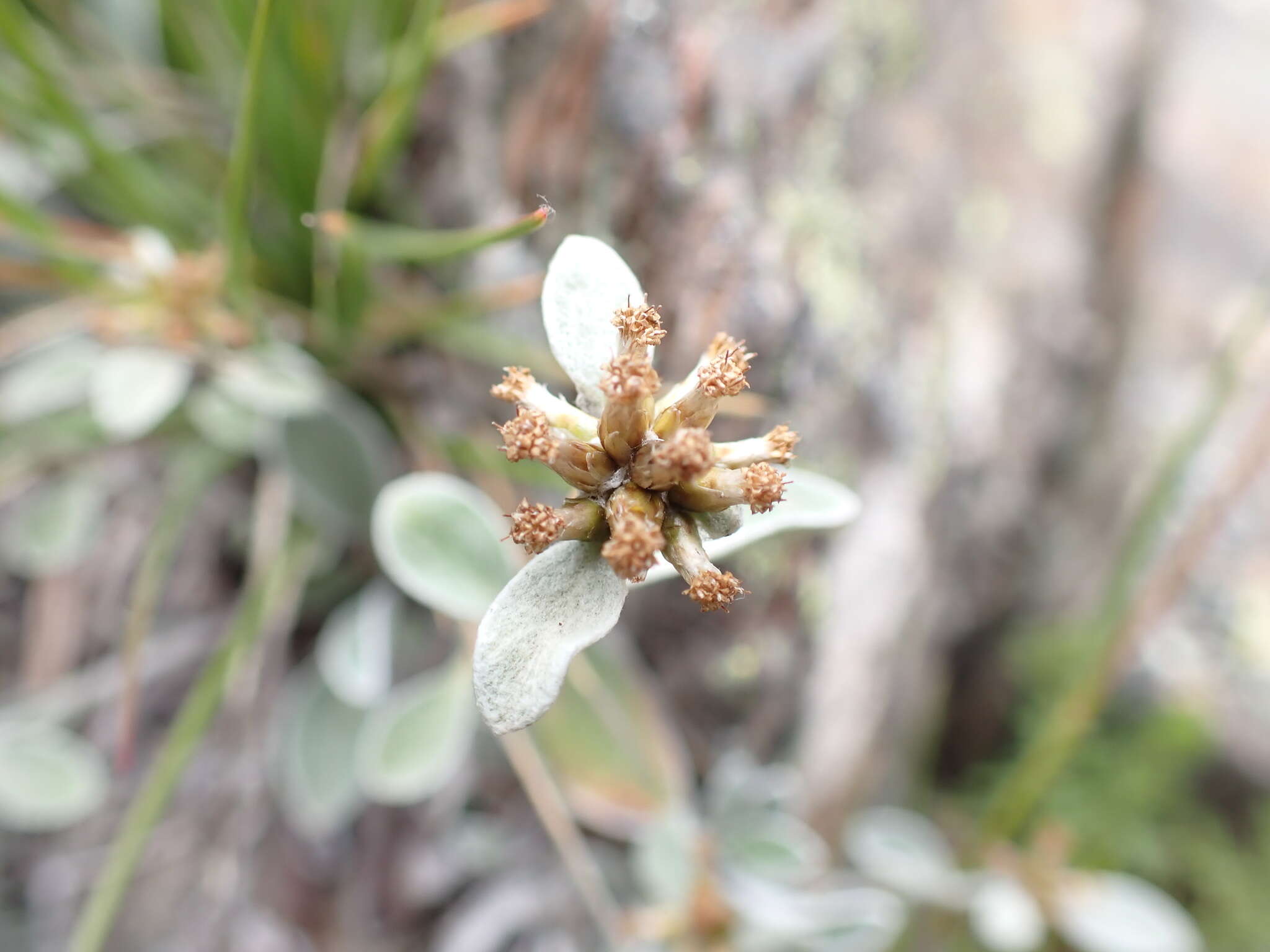 Image of Euchiton umbricola (Willis) A. A. Anderberg