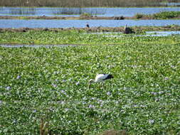 Image of Maguari Stork