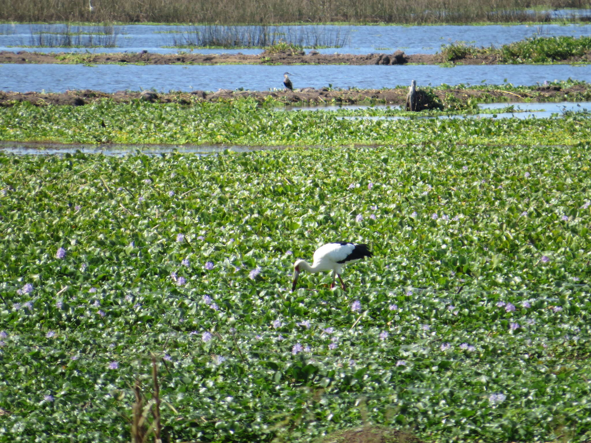 Image of Maguari Stork