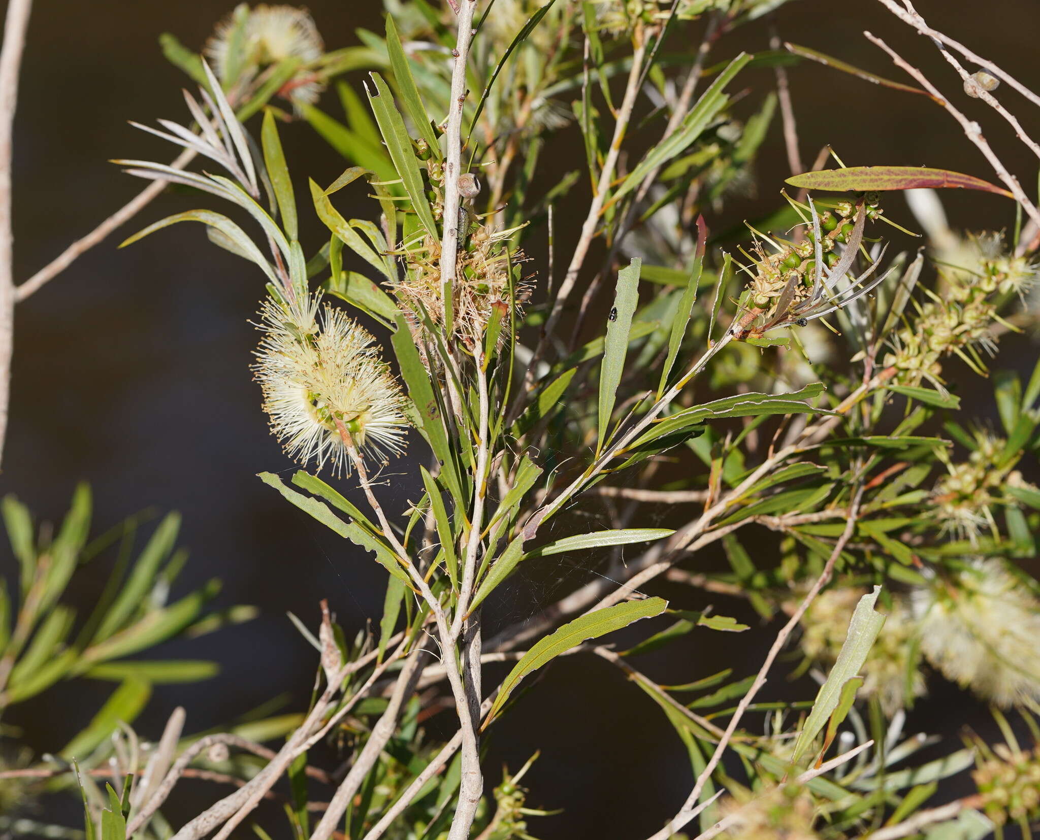 Image of river bottlebrush